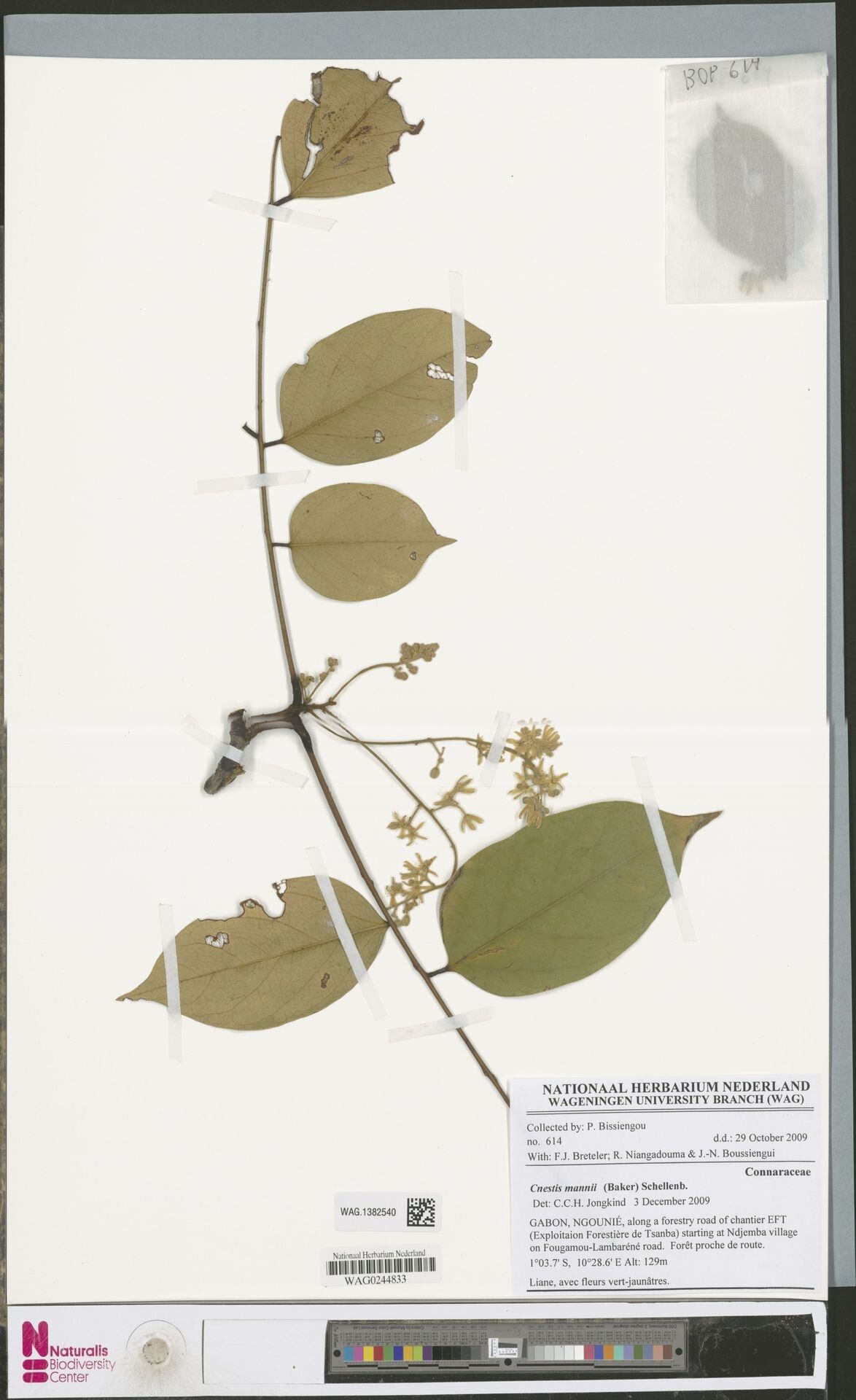 Cnestis mannii — houseplant care guide