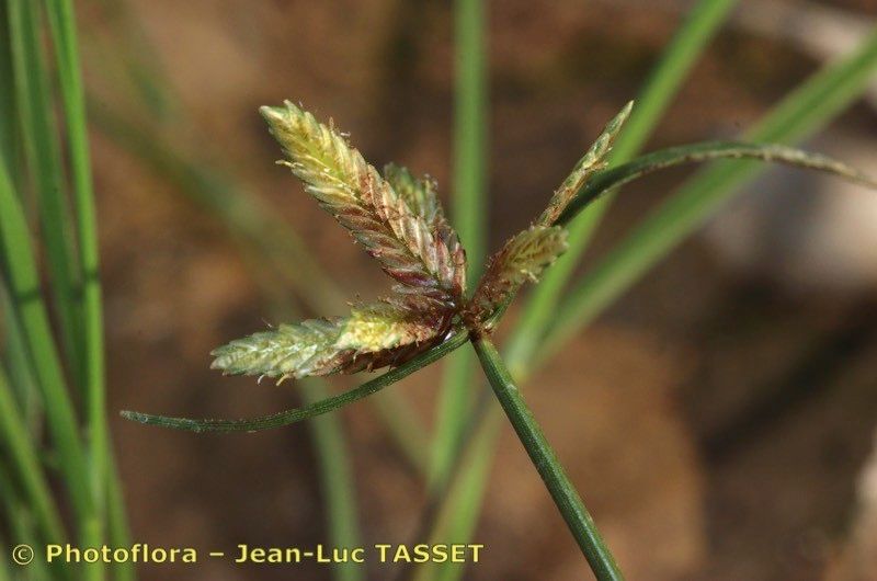Cyperus flavidus flower