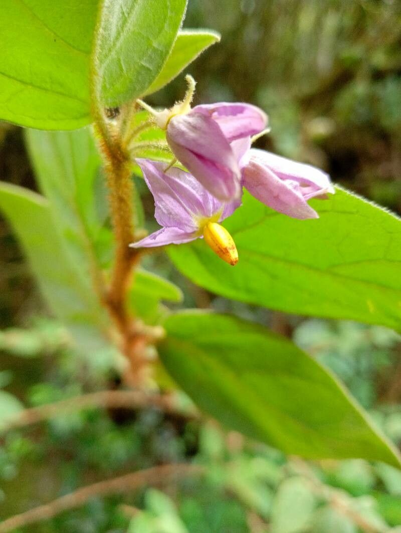 Solanum erythracanthum flower