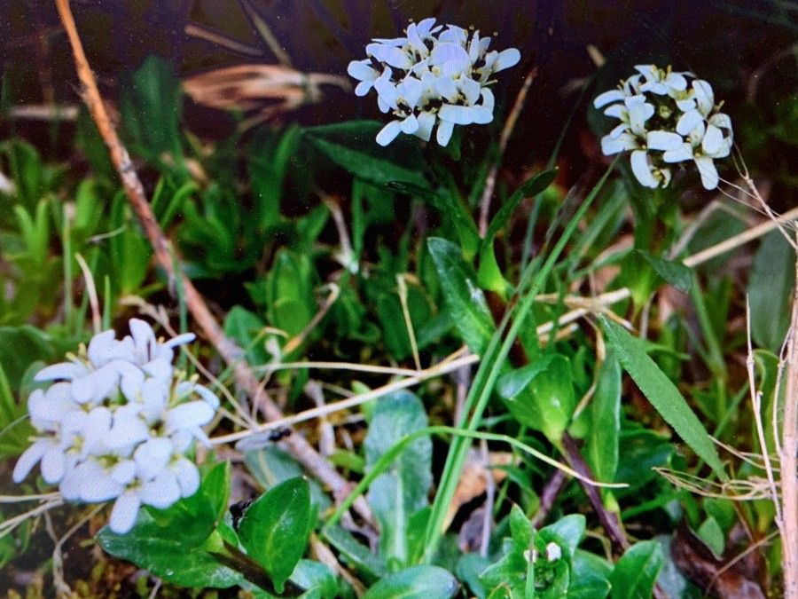 Arabis soyeri flower