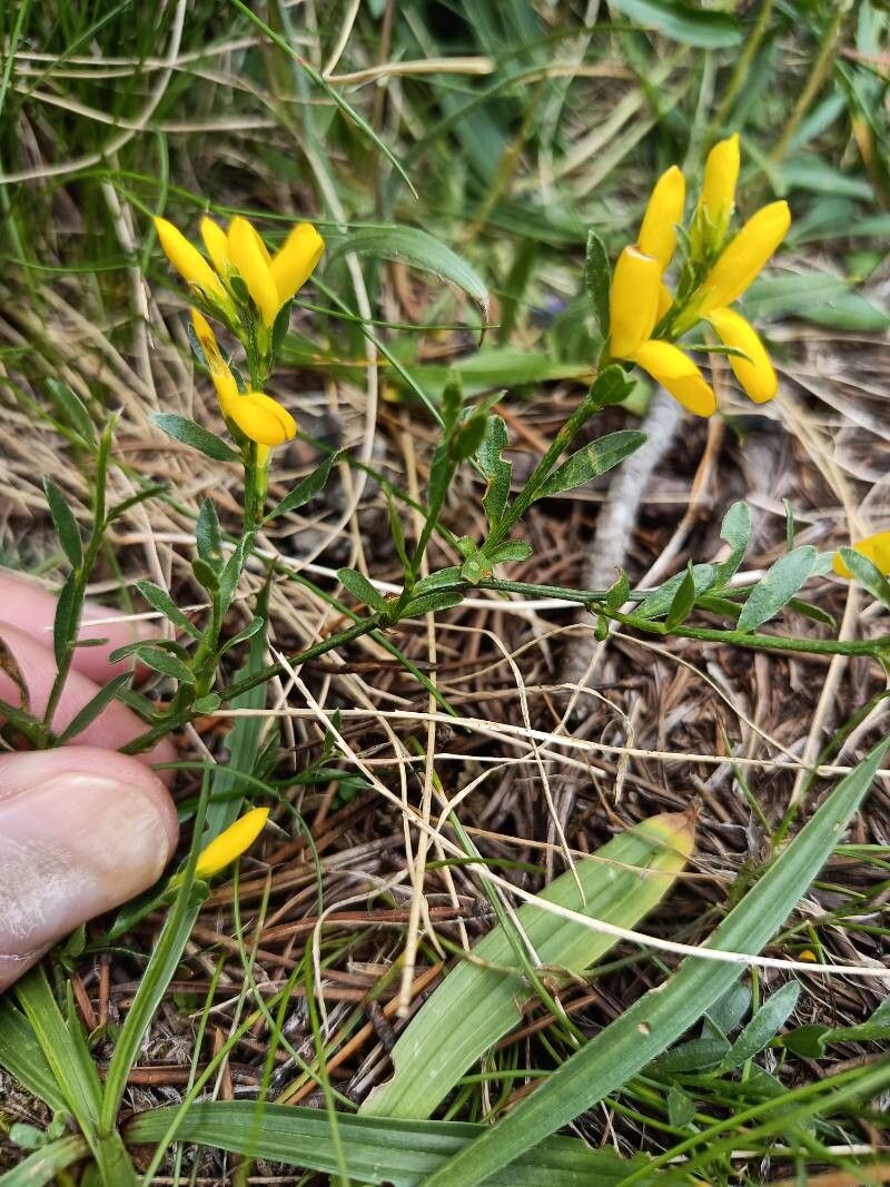 Genista depressa — houseplant care guide