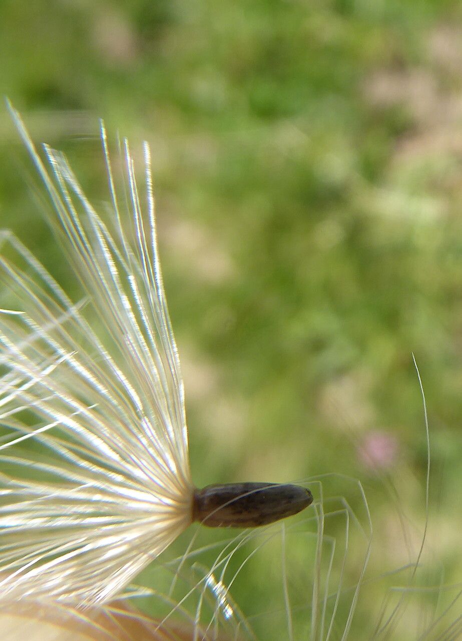 Carduus carlinoides fruit