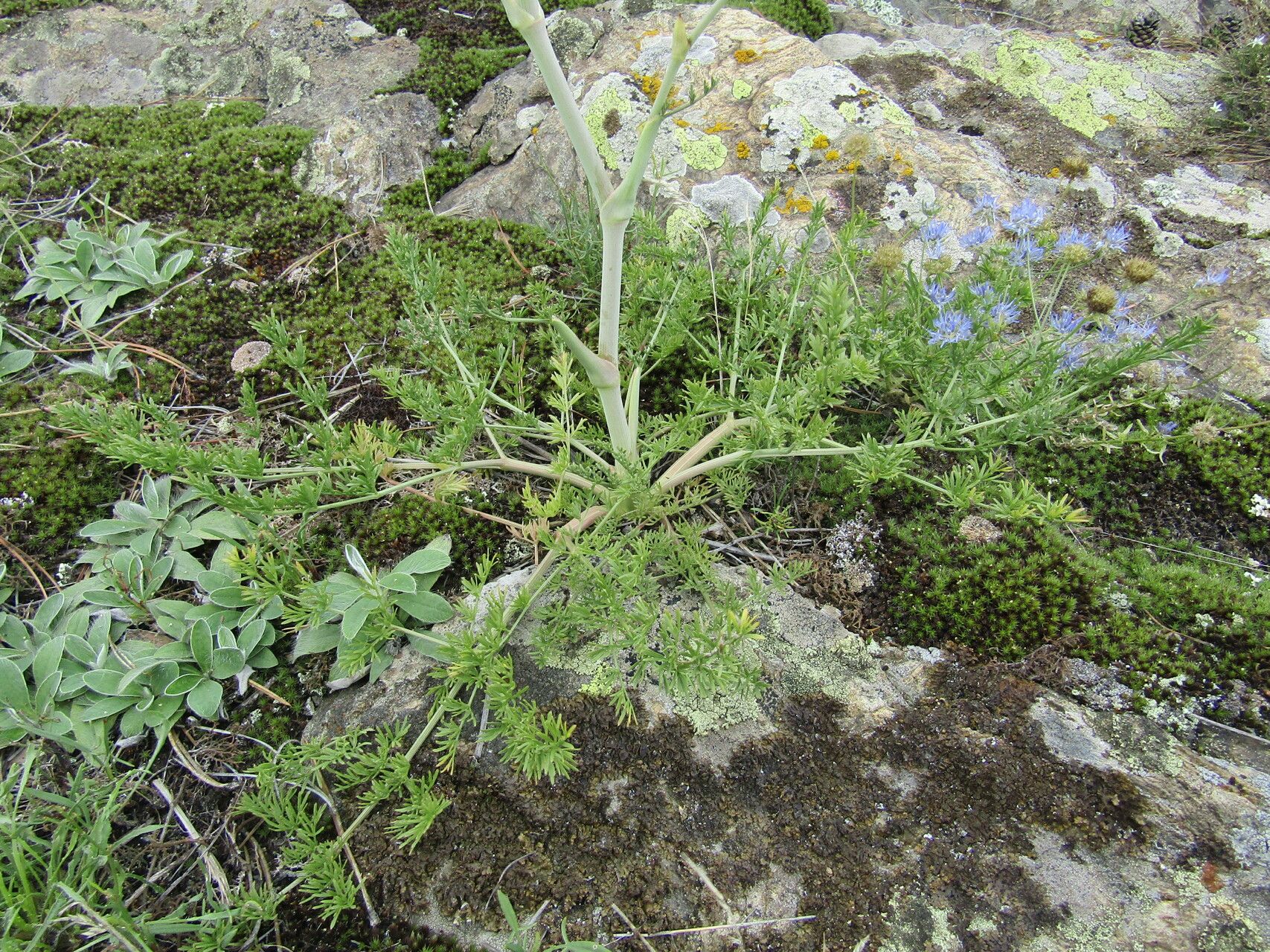 Peucedanum arenarium — related species from the same genus