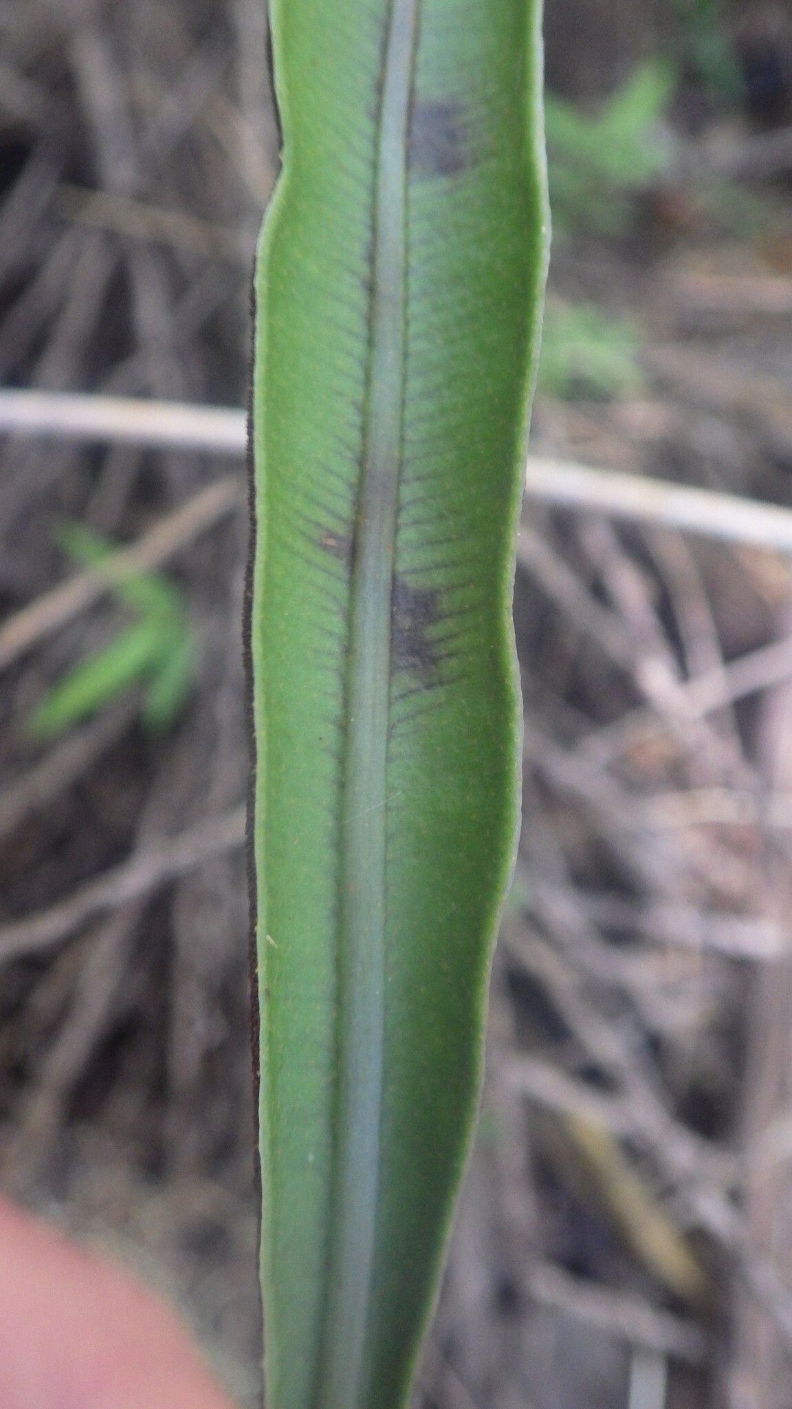 Elaphoglossum conforme leaf