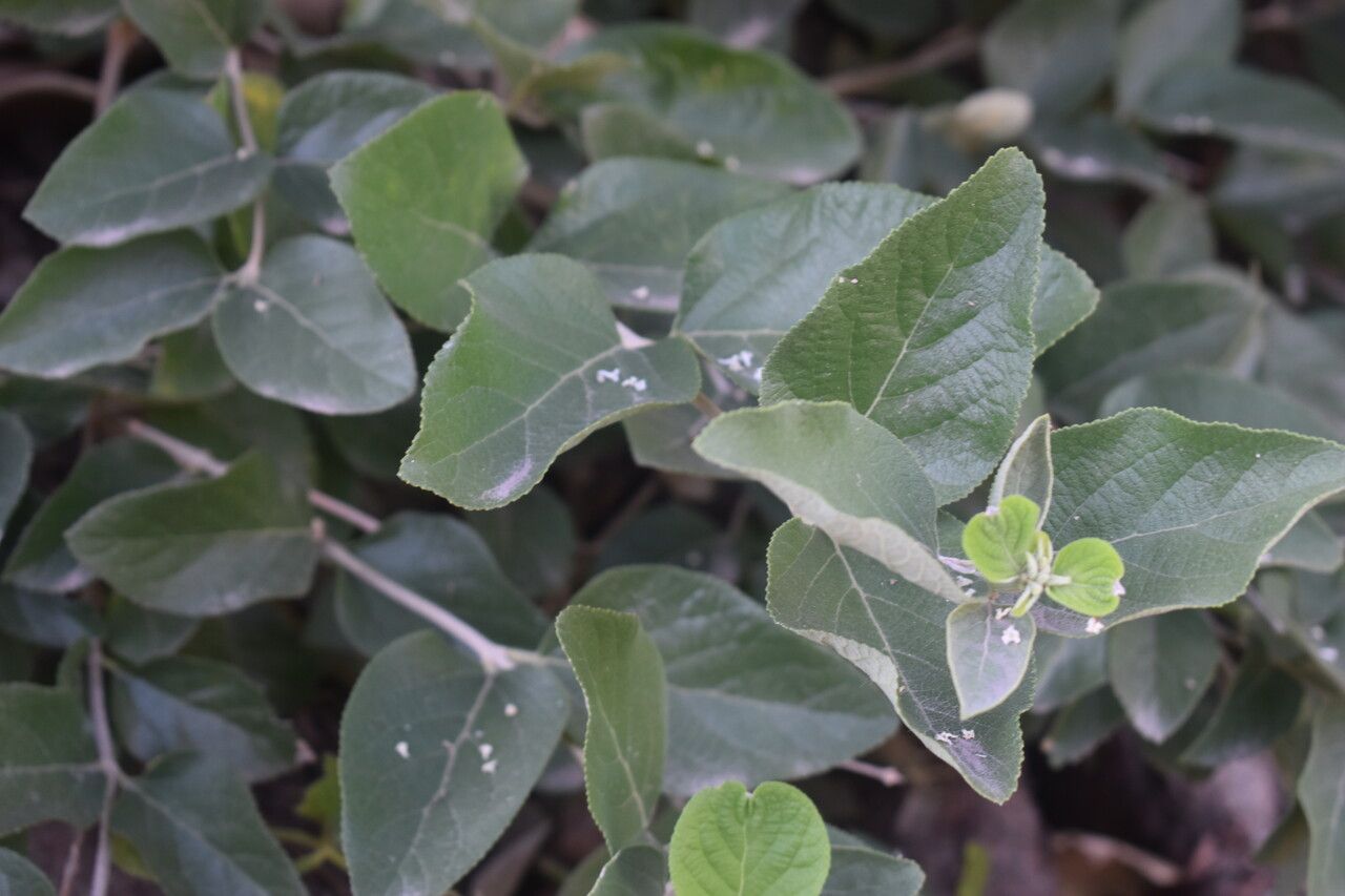 Aloysia virgata bark