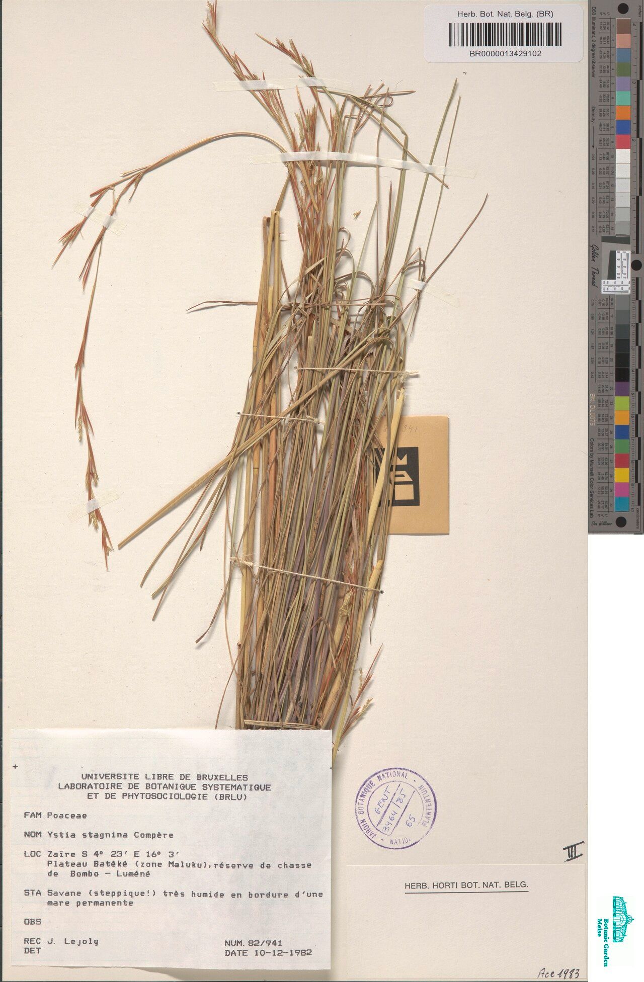 Schizachyrium kwiluense — houseplant care guide