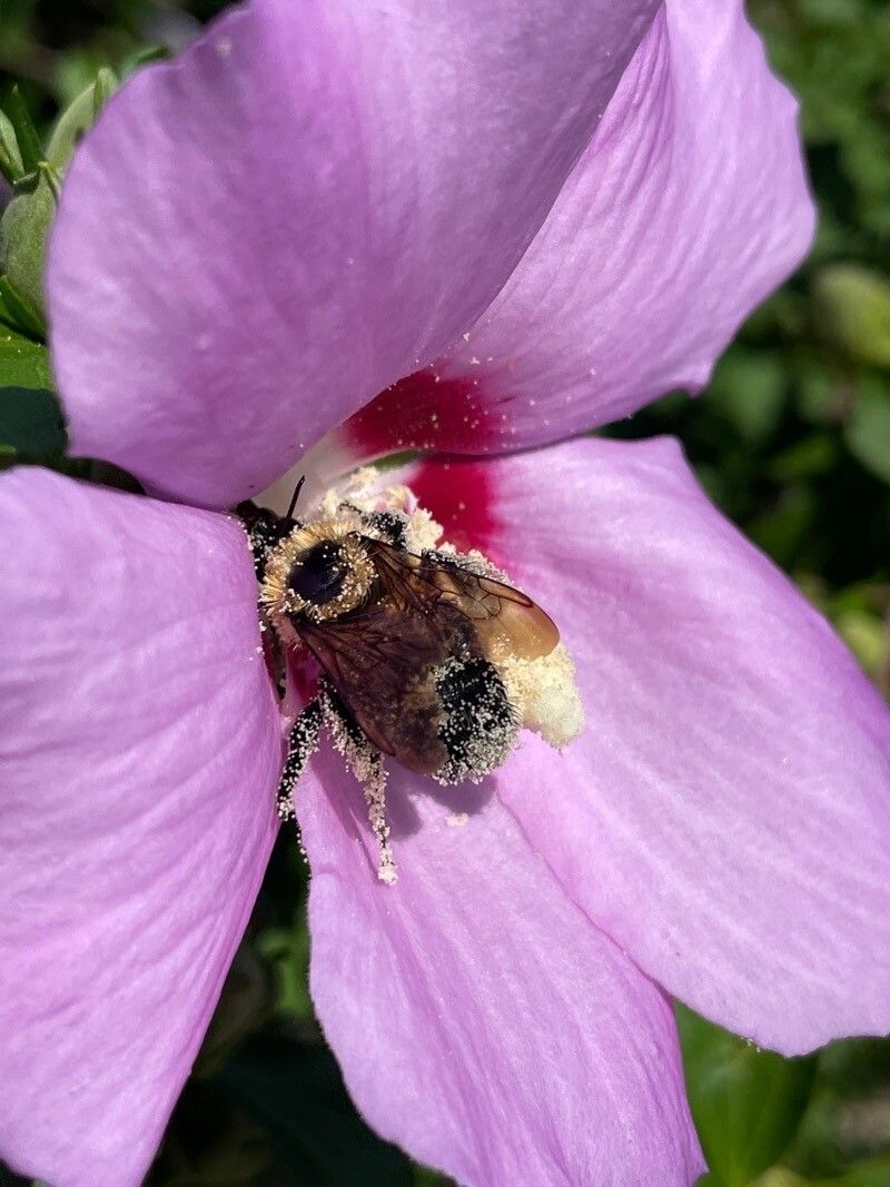 Eremalche parryi — related species from the same genus