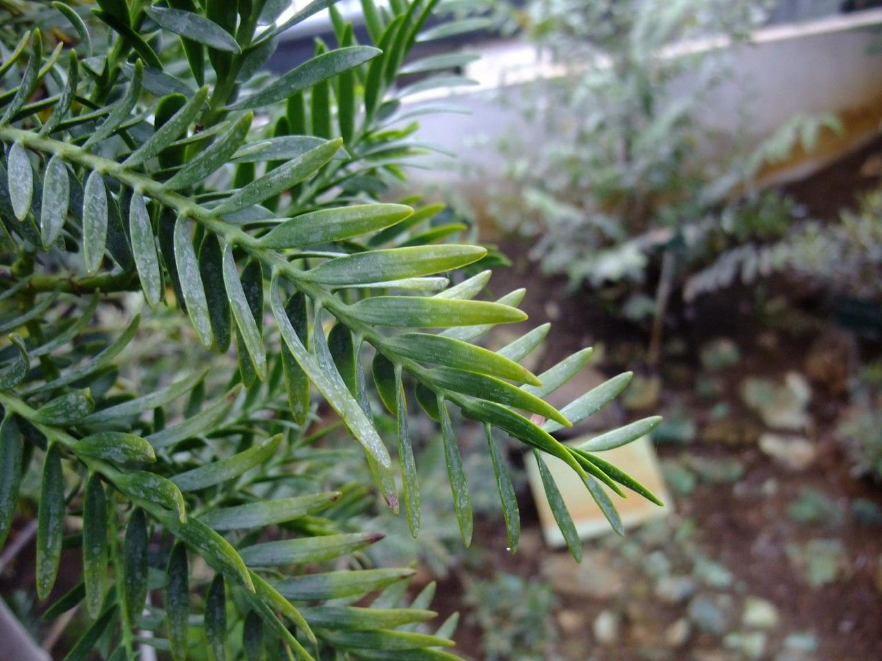 Retrophyllum minus — search result for 'Podocarpaceae'