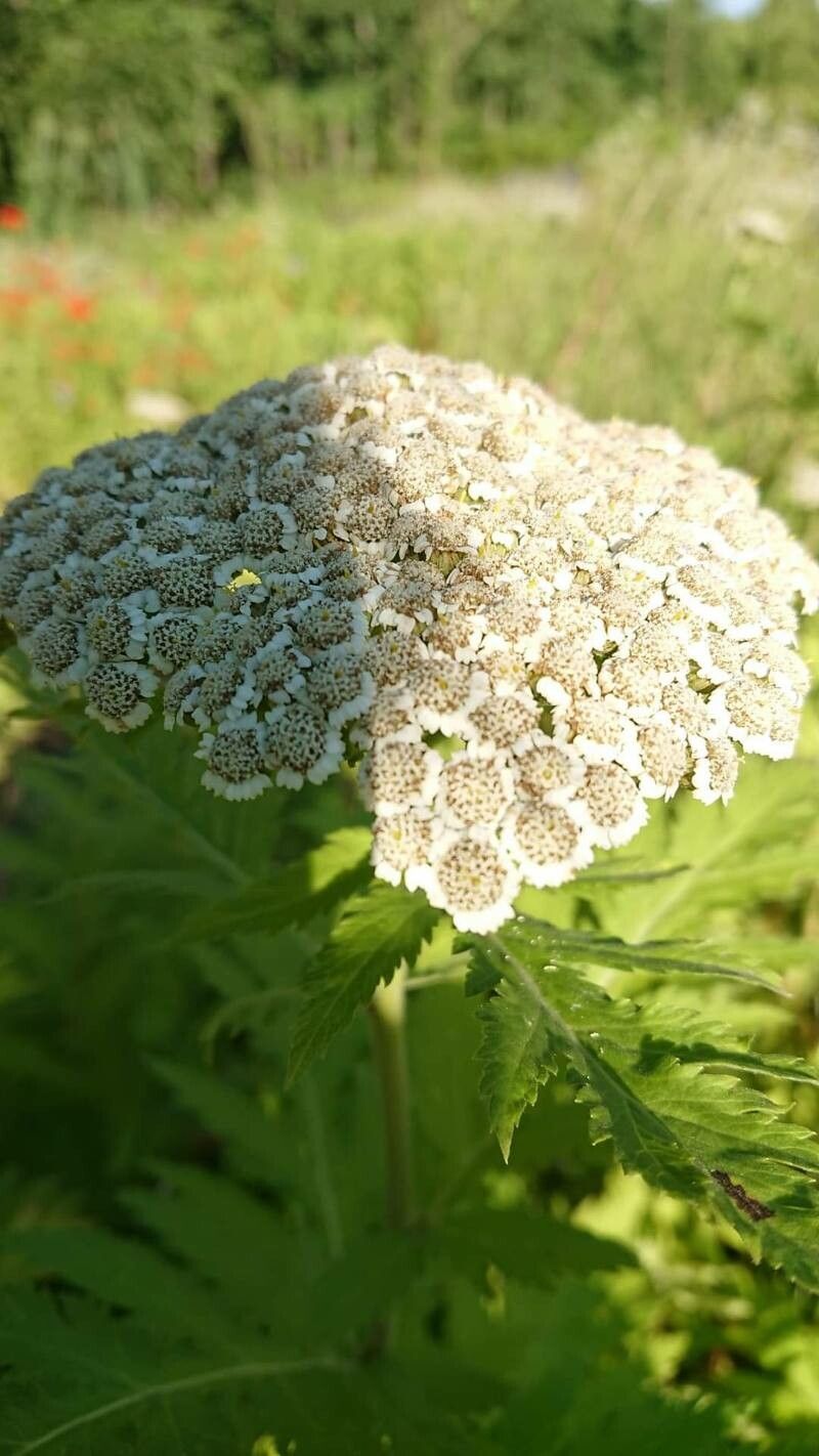 Tanacetum macrophyllum flower