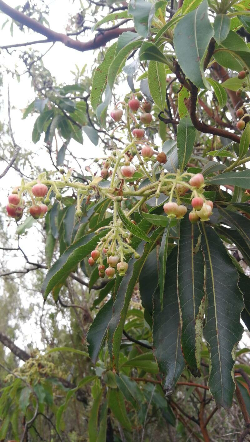 Arbutus canariensis flower