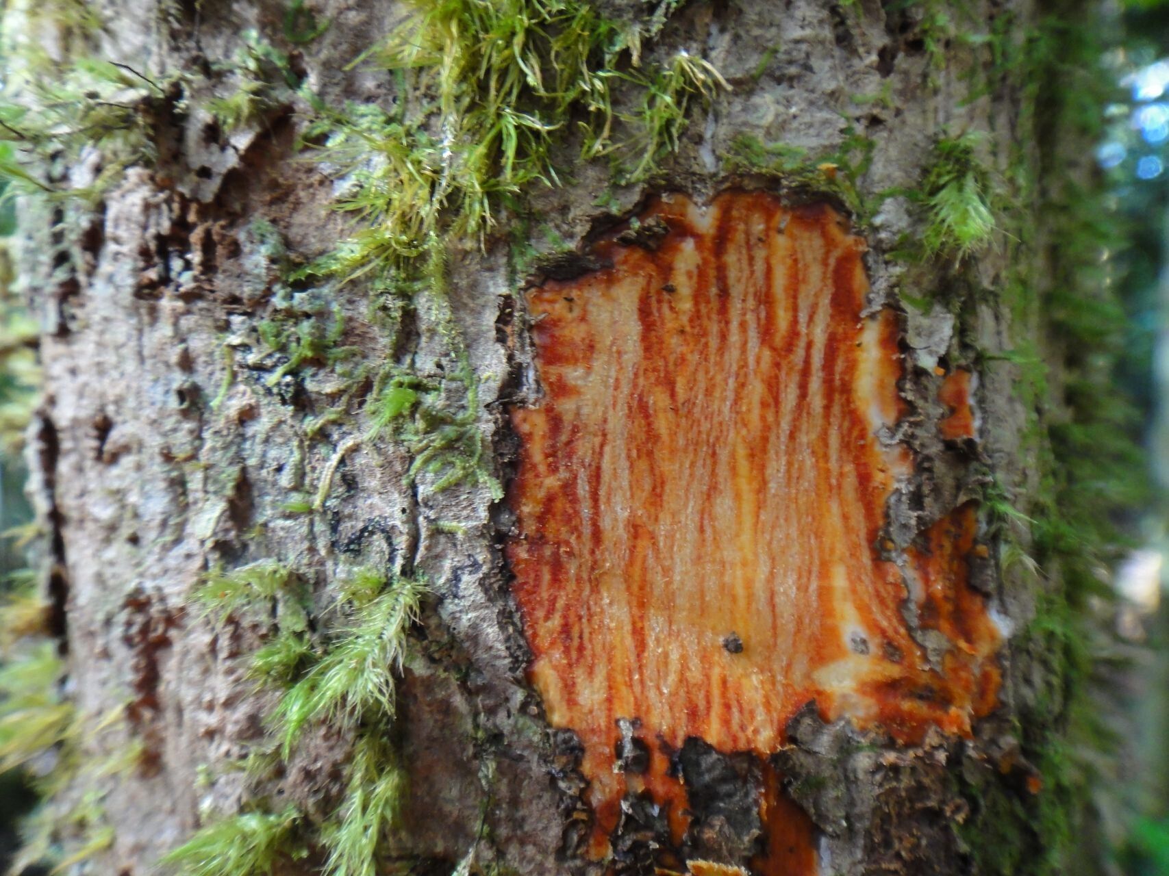 Hooglandia ignambiensis bark