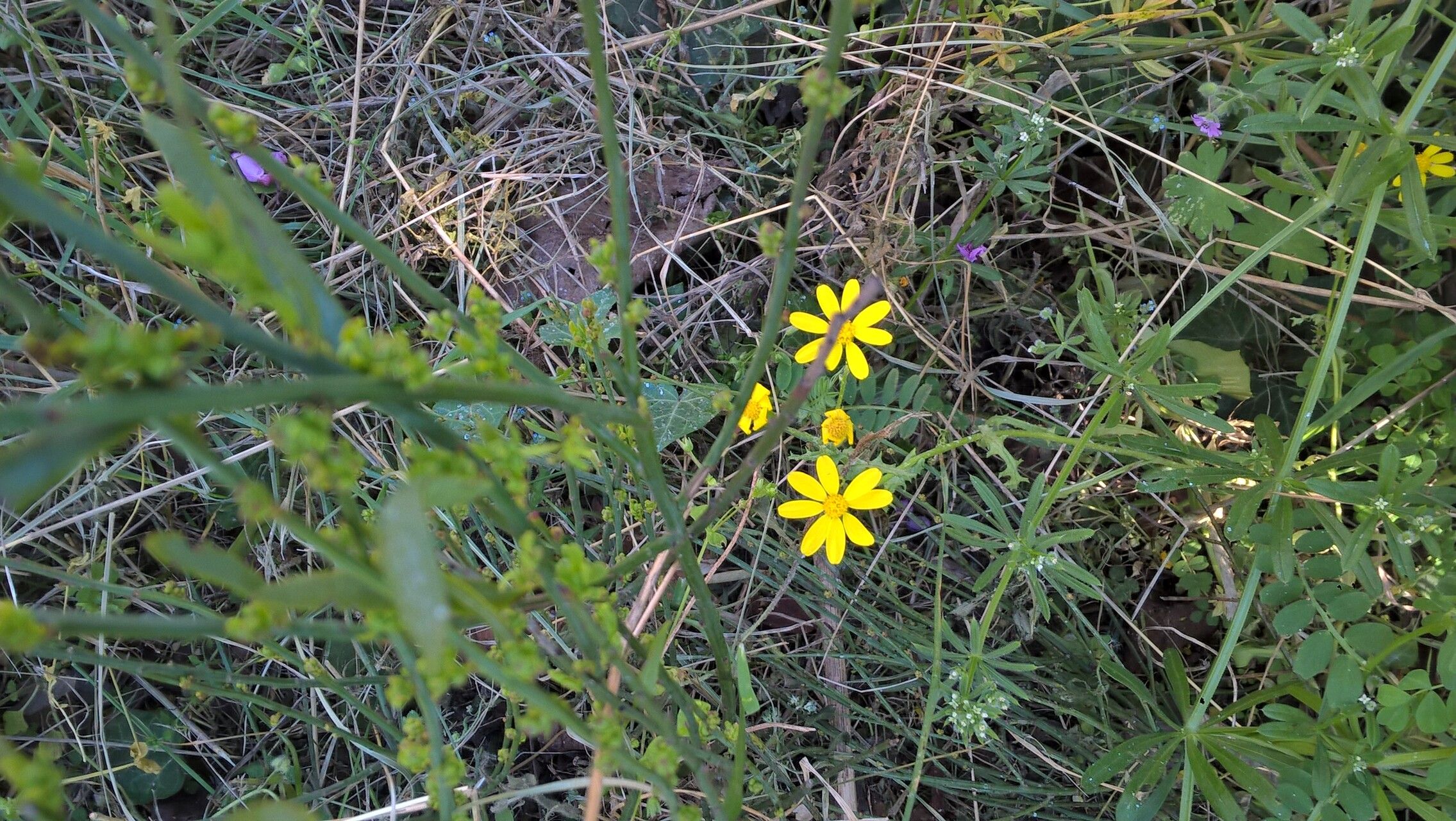 Amphiachyris amoena — related species from the same genus
