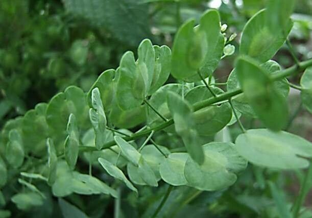 Mummenhoffia alliacea — houseplant care guide