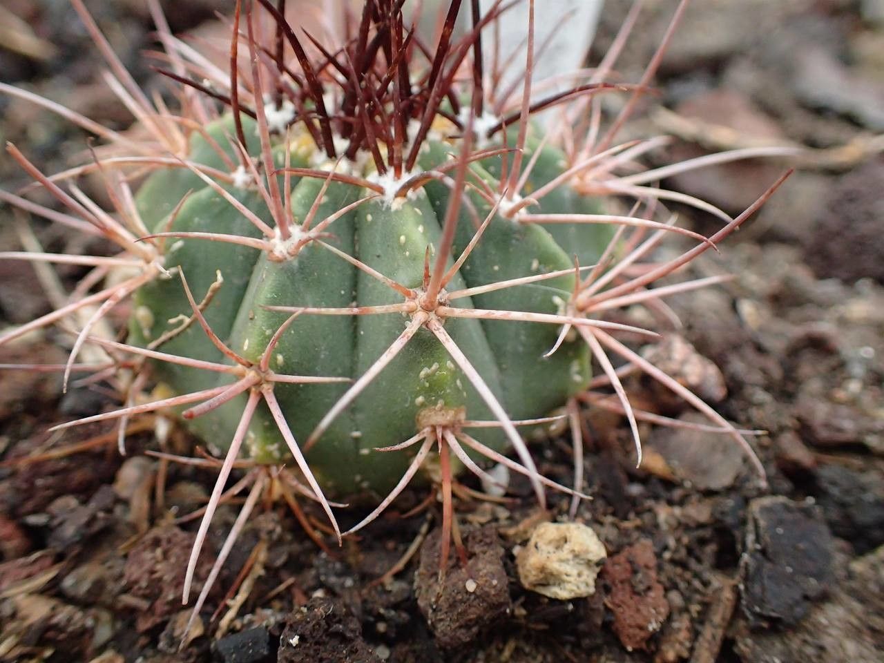 Melocactus ferreophilus — houseplant care guide