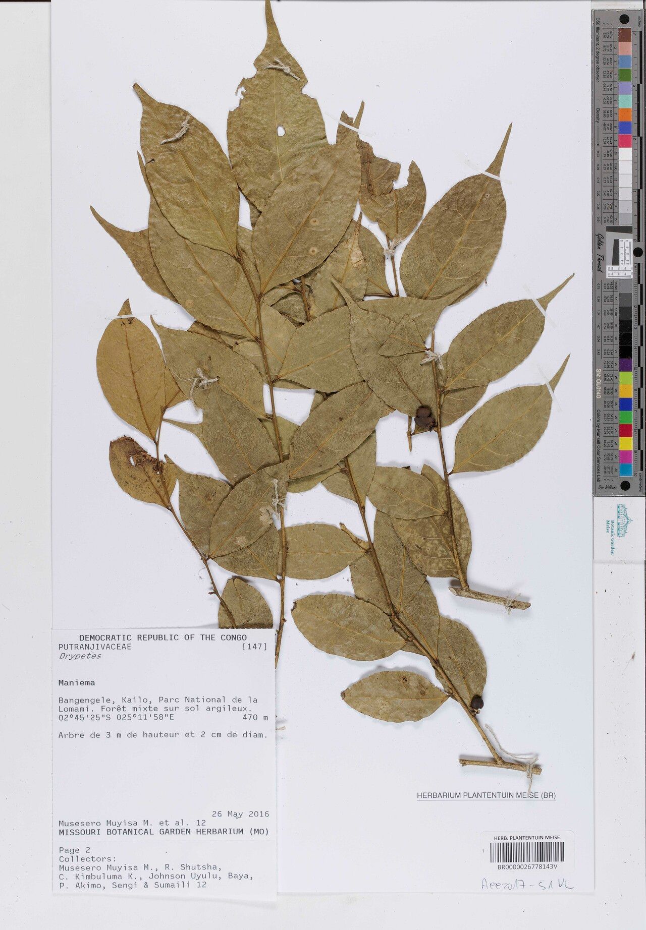 Drypetes diopa — houseplant care guide