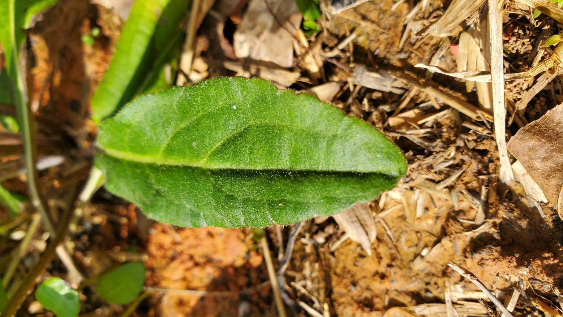 Rudbeckia auriculata