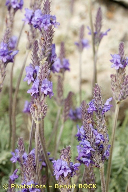 Lavandula lancerottensis habit