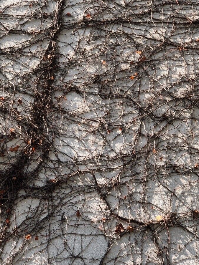 Parthenocissus dalzielii