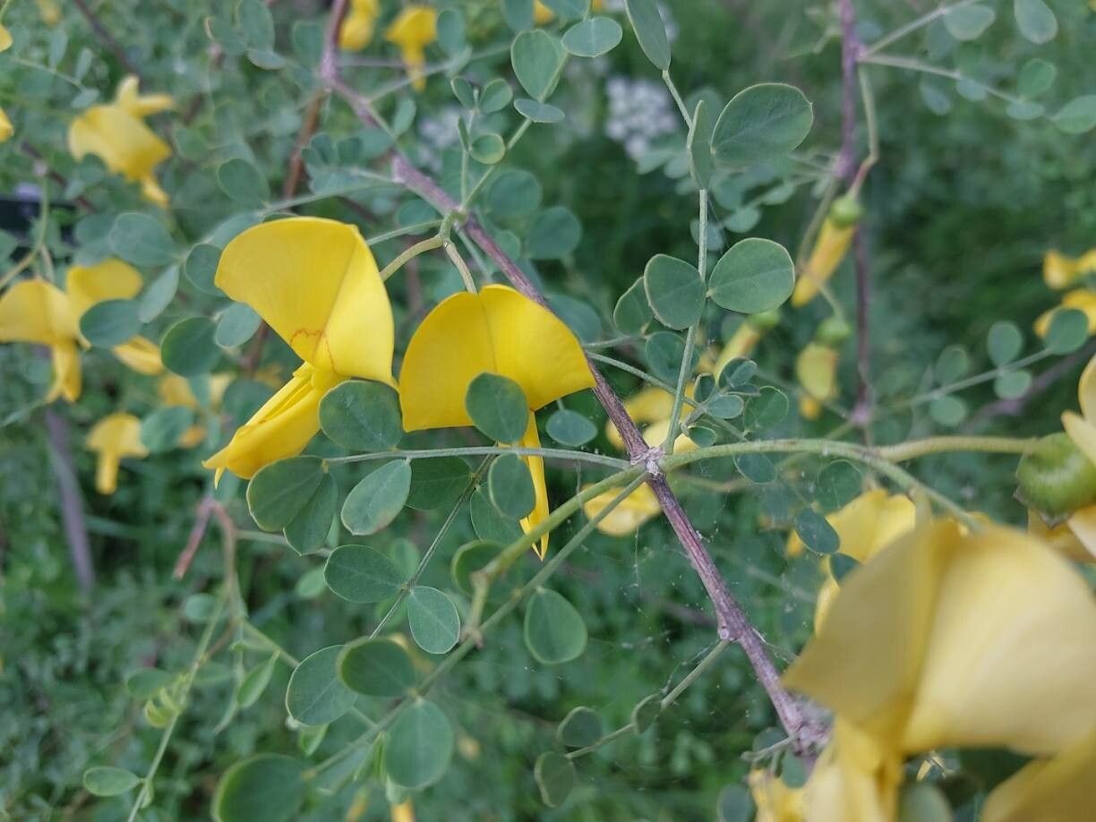 Colutea persica other