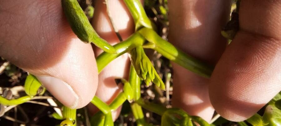 Apium prostratum leaf