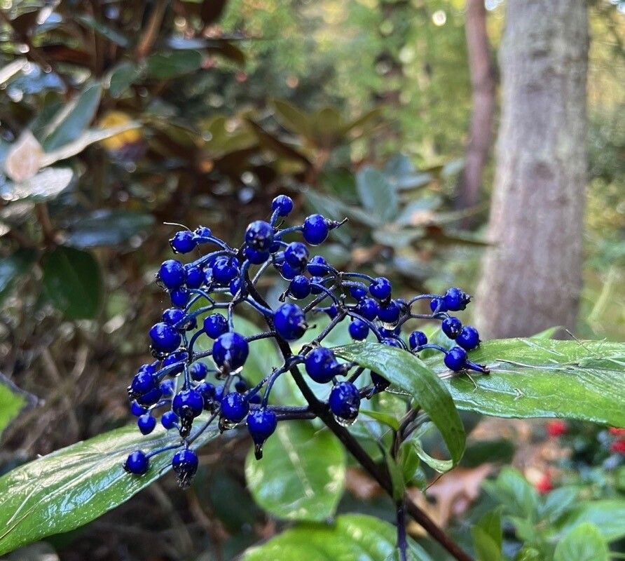 Hydrangea febrifuga fruit