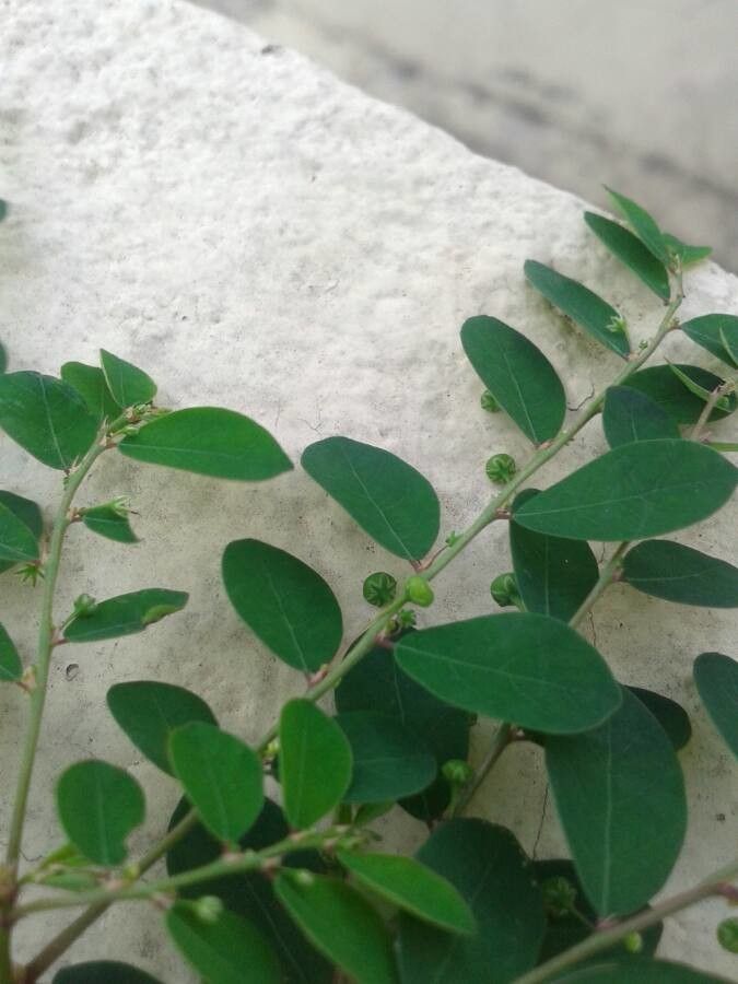 Phyllanthus niruri fruit