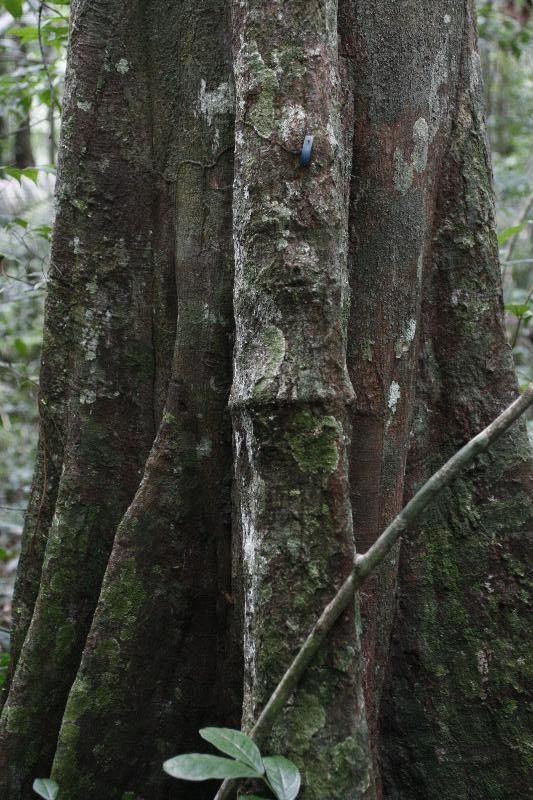 Pouteria engleri bark