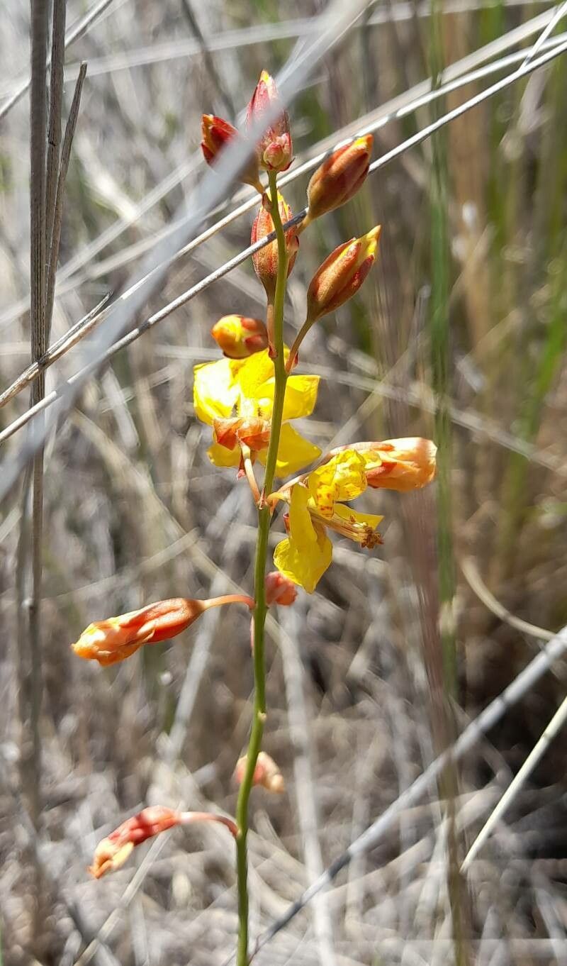 Hoffmannseggia glauca flower
