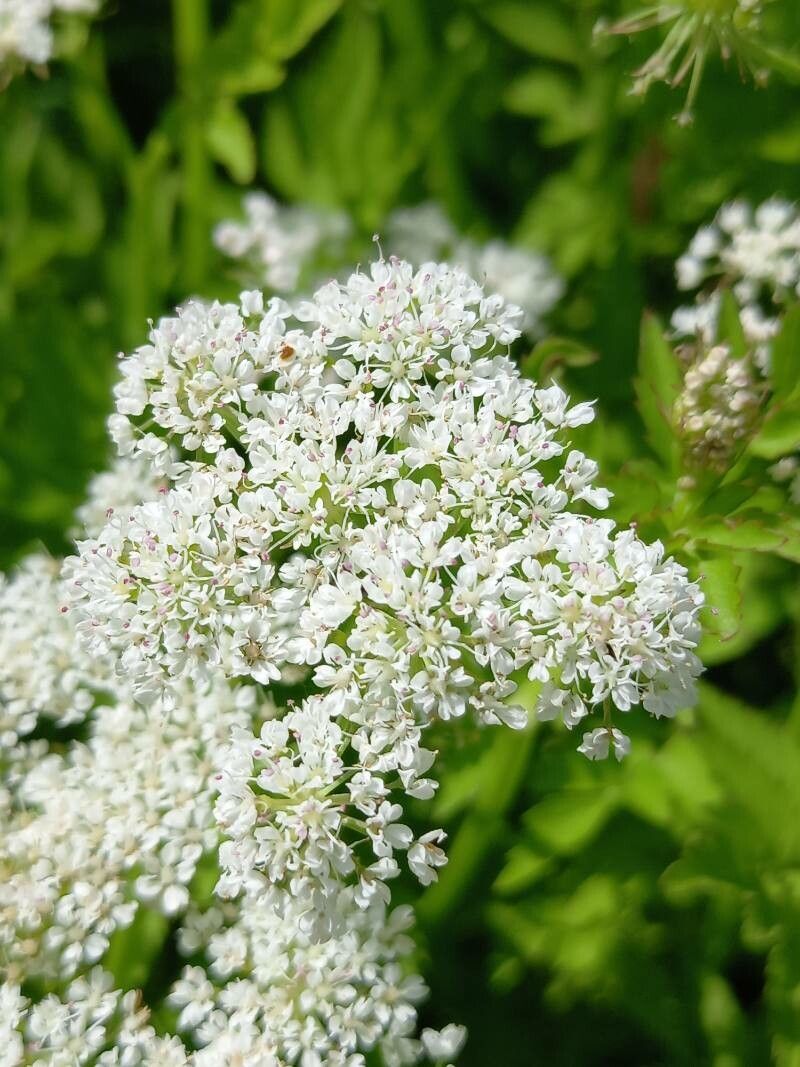 Oenanthe javanica flower