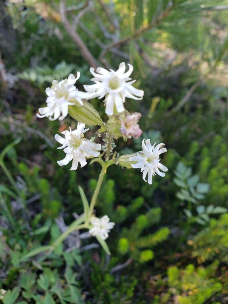 Silene douglasii flower