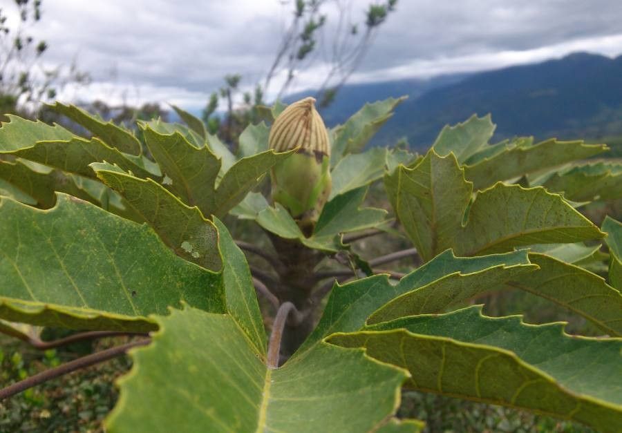 Oreopanax ecuadoriensis — houseplant care guide