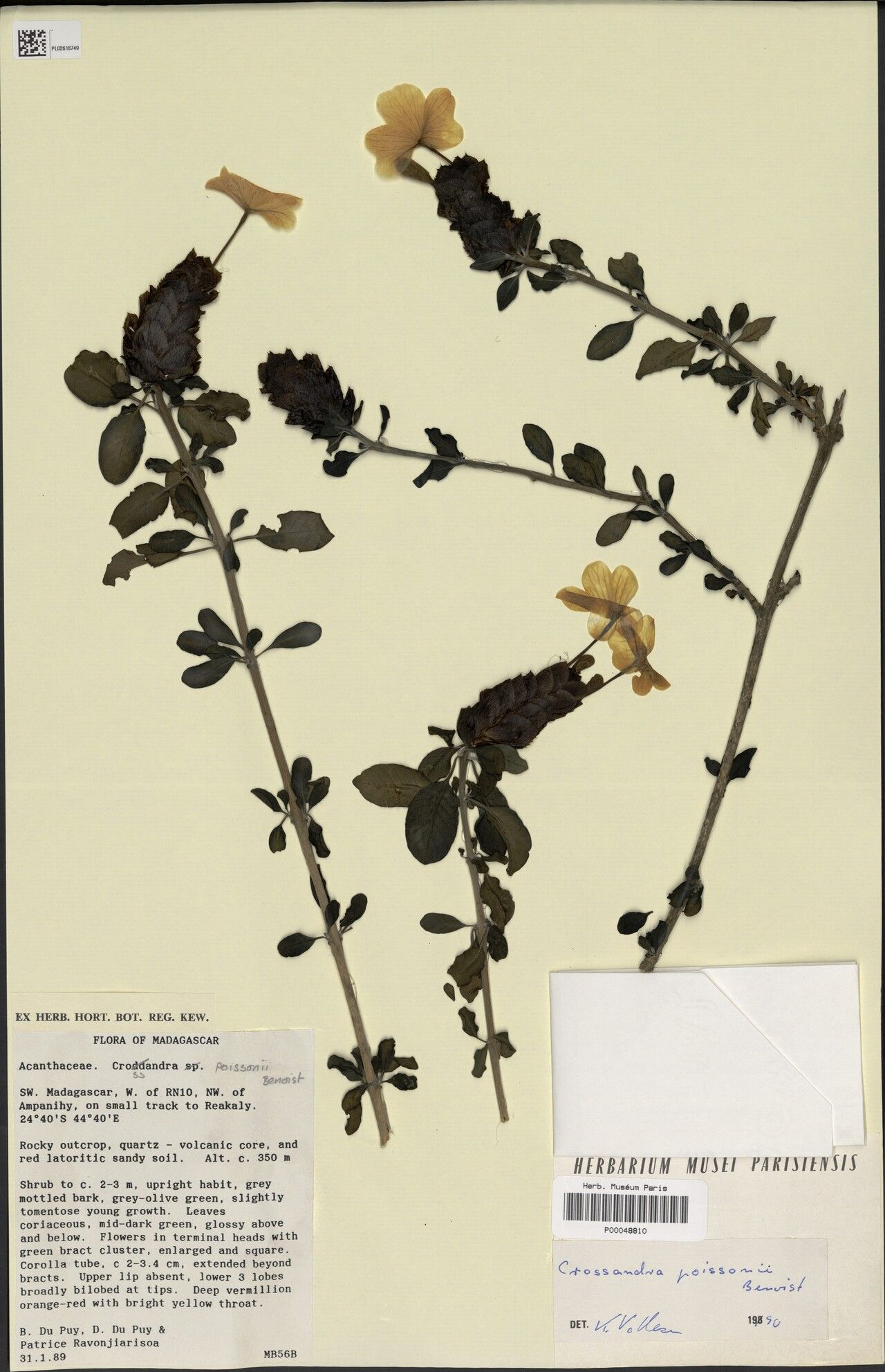 Crossandra poissonii — search result for 'Crossandra'