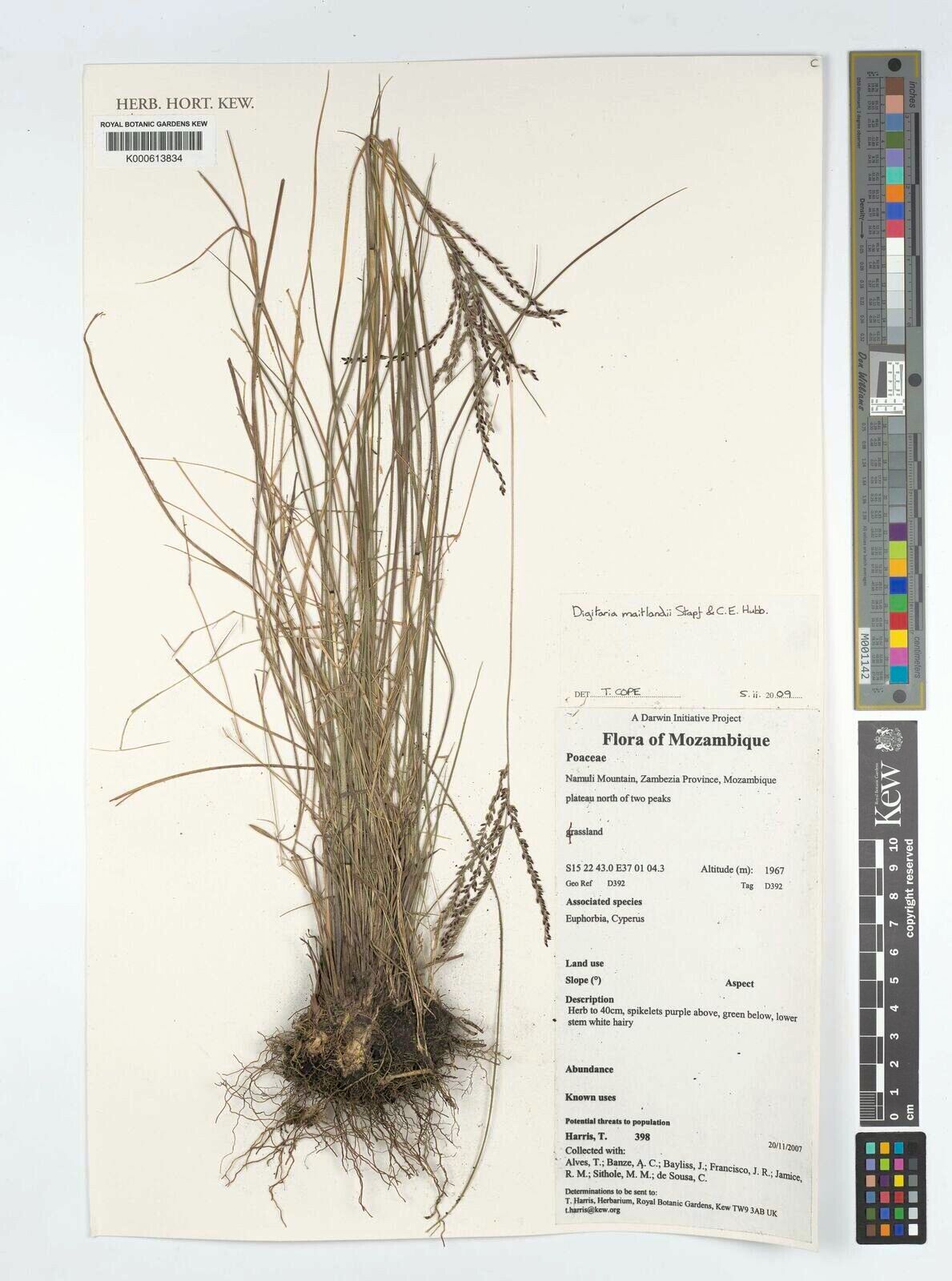 Digitaria maitlandii — houseplant care guide