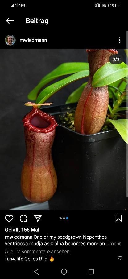 Nepenthes vieillardii fruit