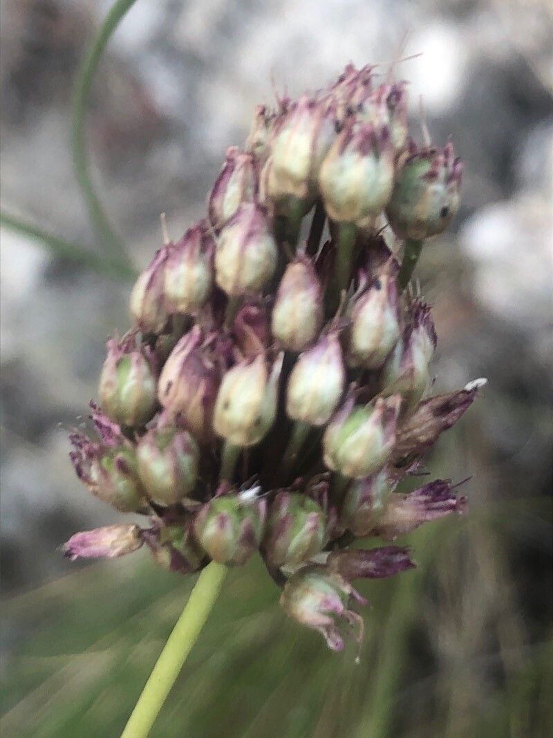 Allium sphaerocephalon fruit