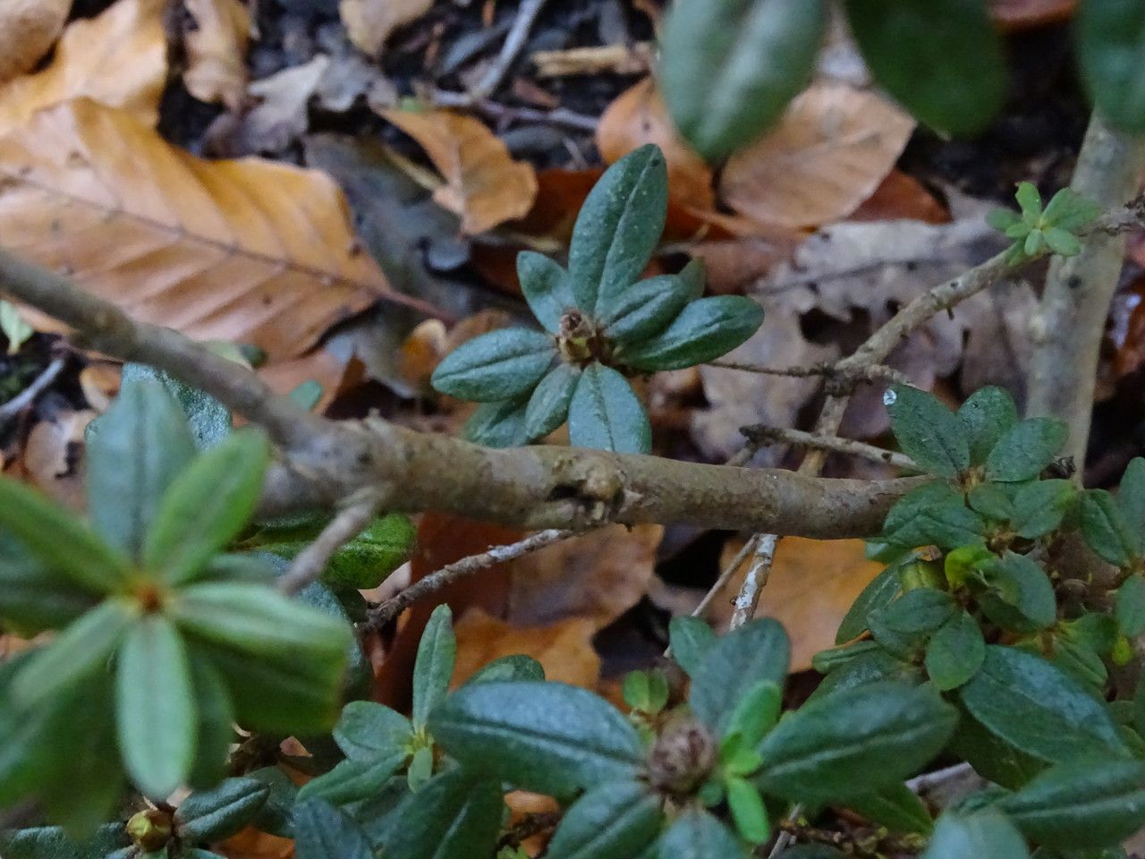 Rhododendron russatum bark