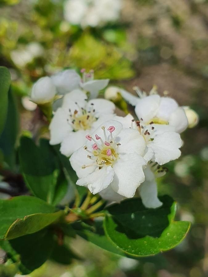 Crataegus laciniata flower