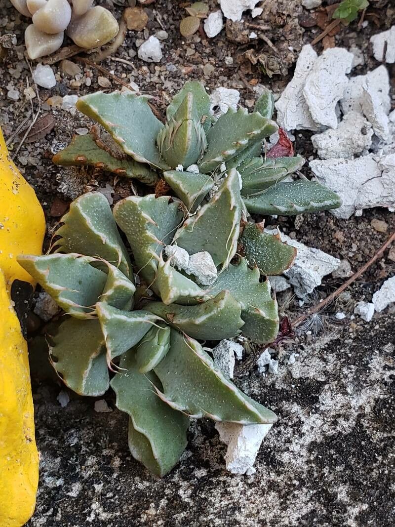 Faucaria subintegra — related species from the same genus