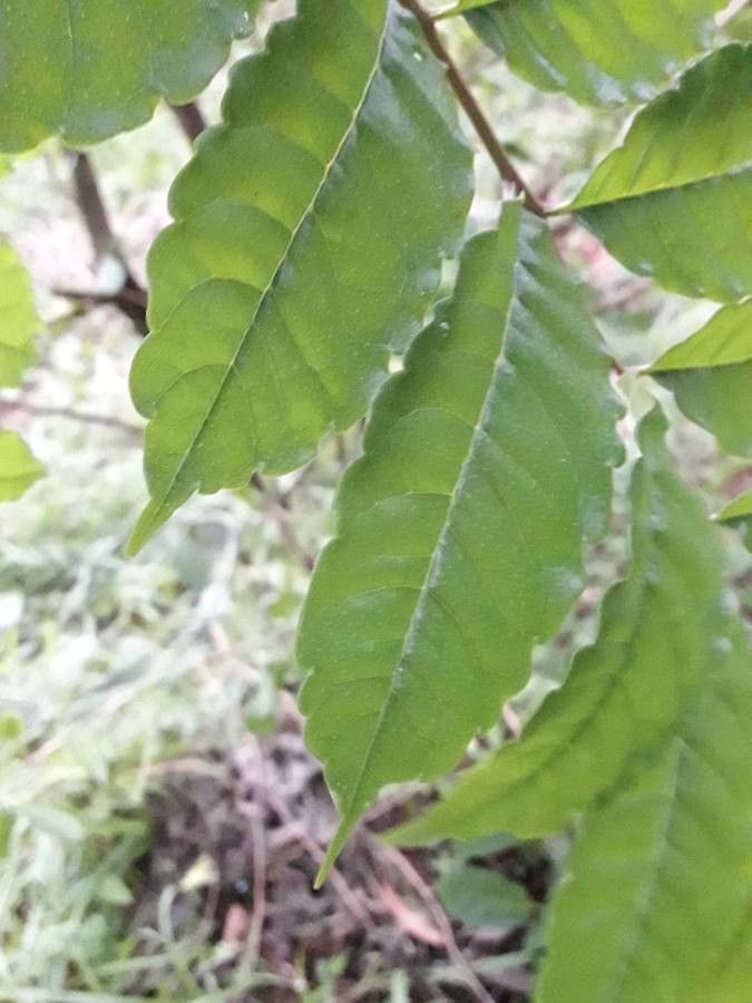 Zanthoxylum caribaeum — search result for 'Rutaceae'