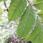 Zanthoxylum caribaeum