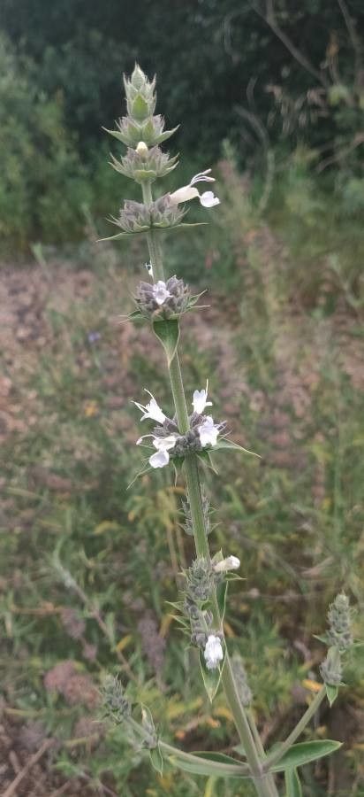Salvia vaseyi flower