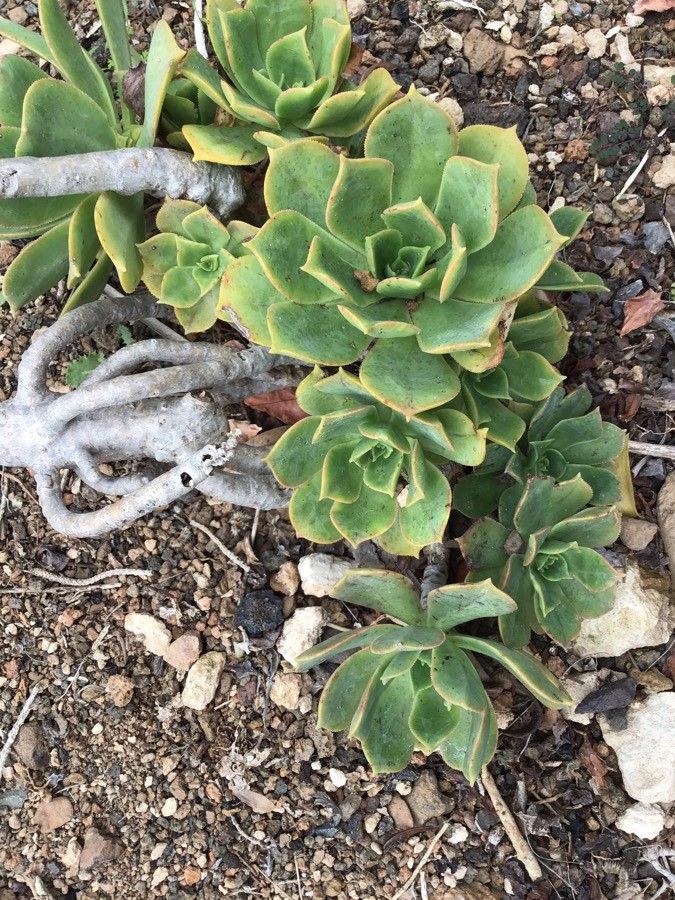 Aeonium lancerottense leaf