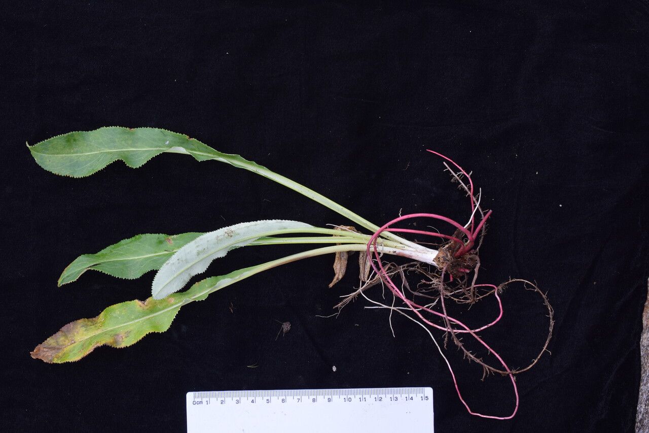 Primula megalocarpa habit