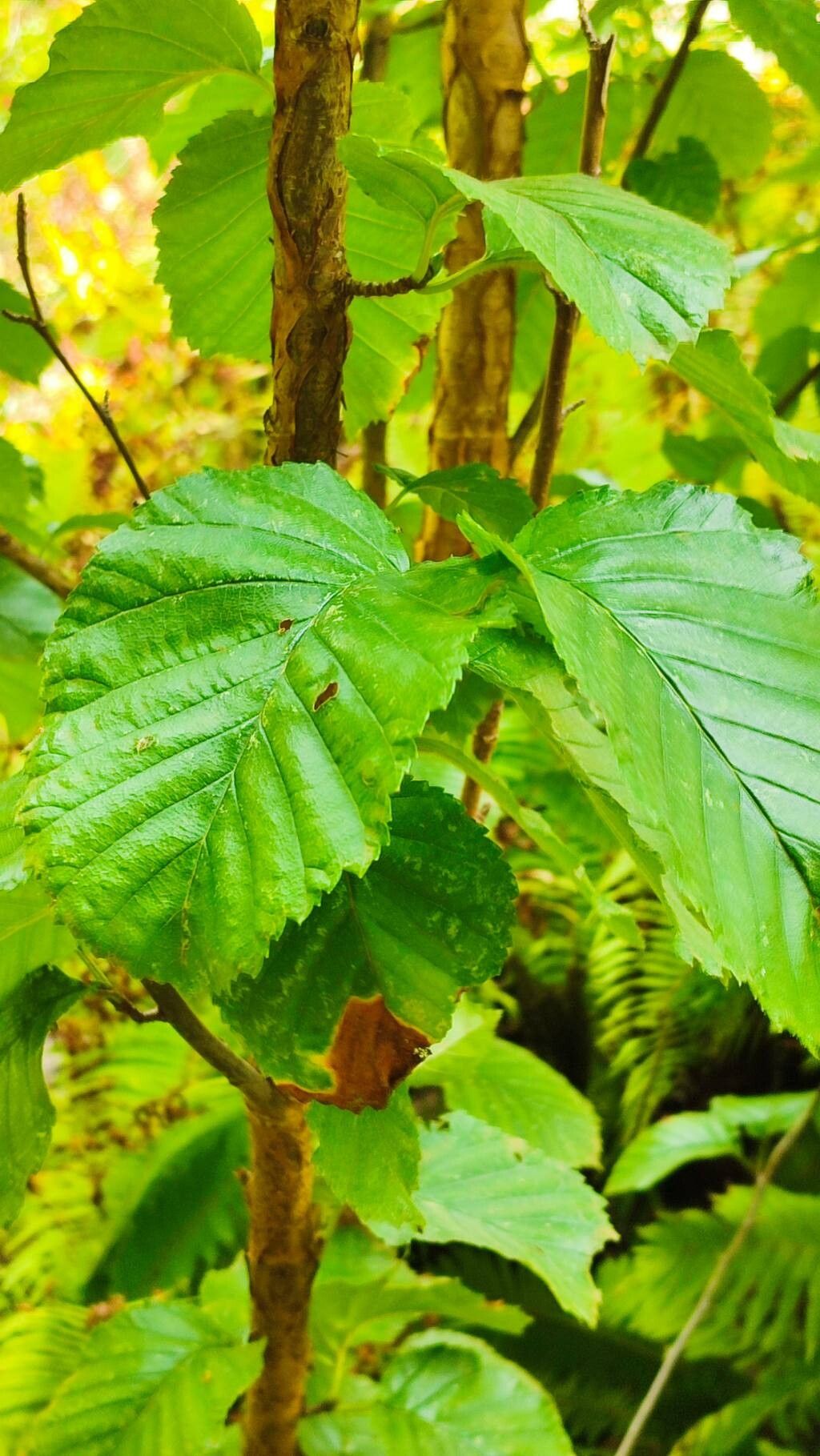 Betula michauxii leaf