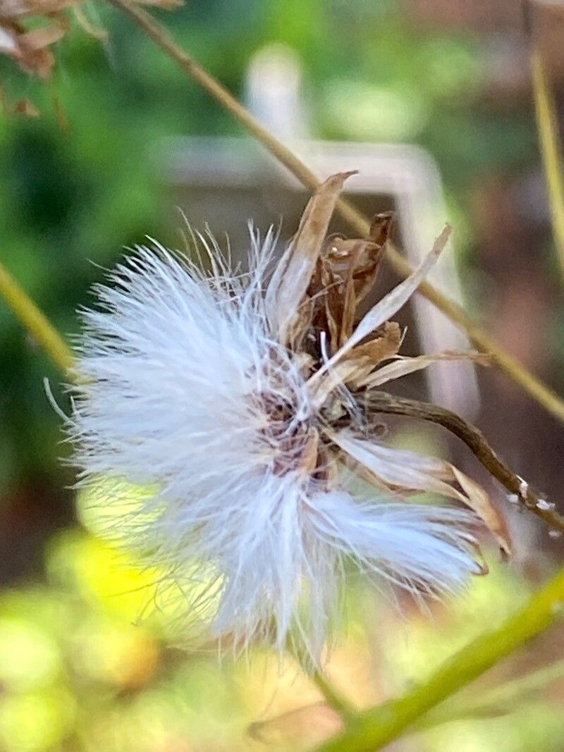Sonchus pinnatus fruit