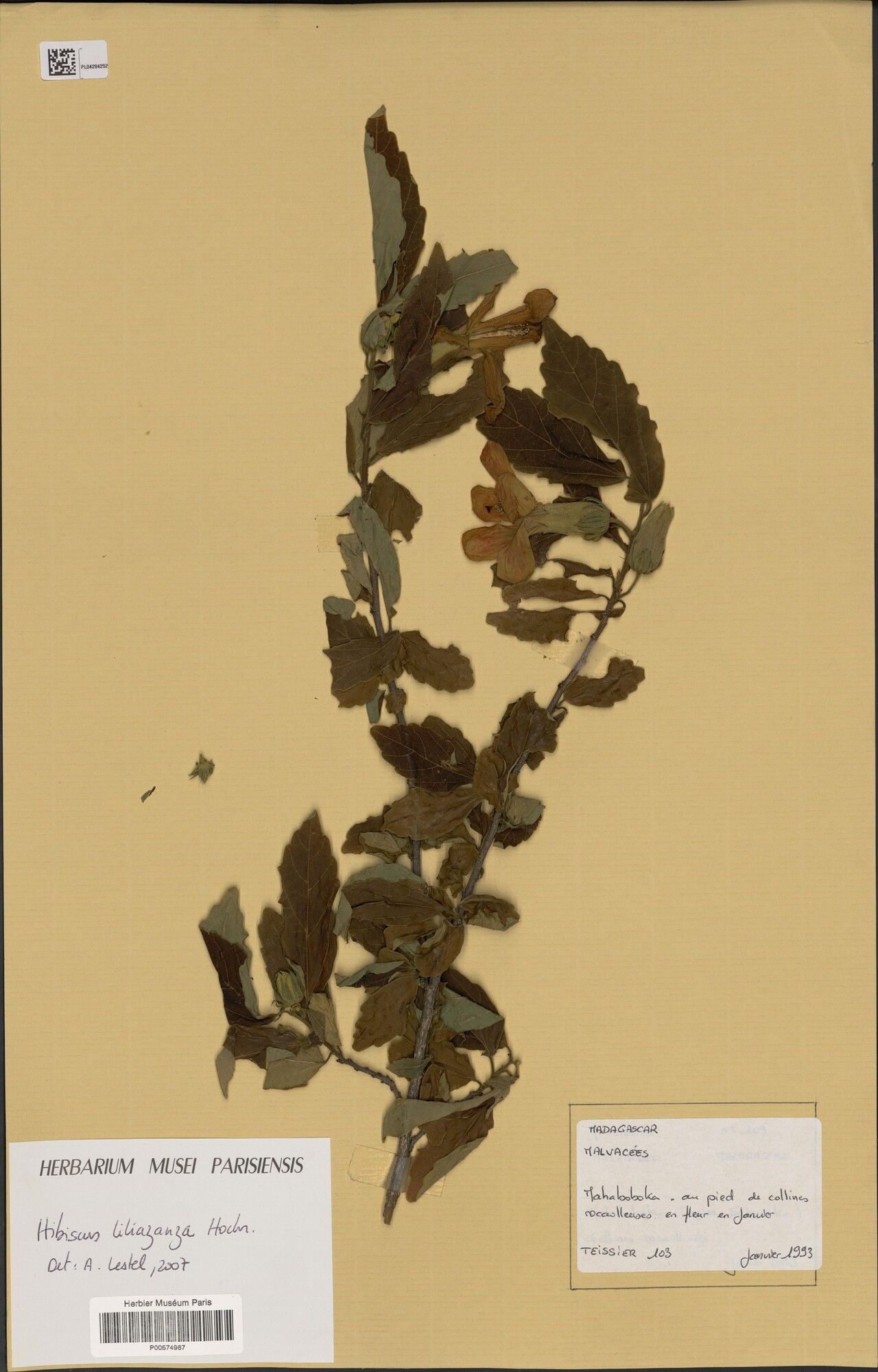 Hibiscus liliazanza — houseplant care guide