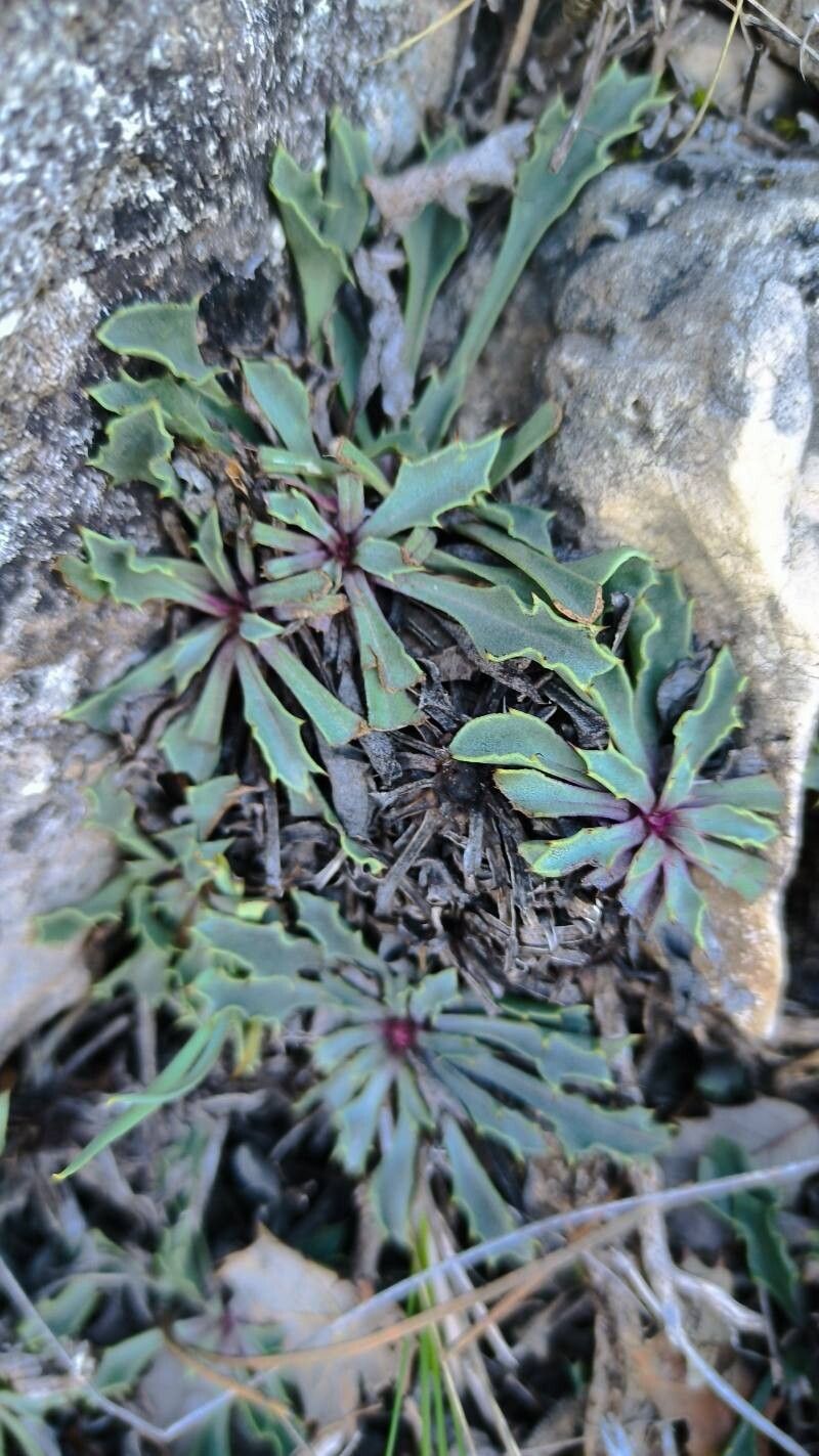 Globularia spinosa leaf