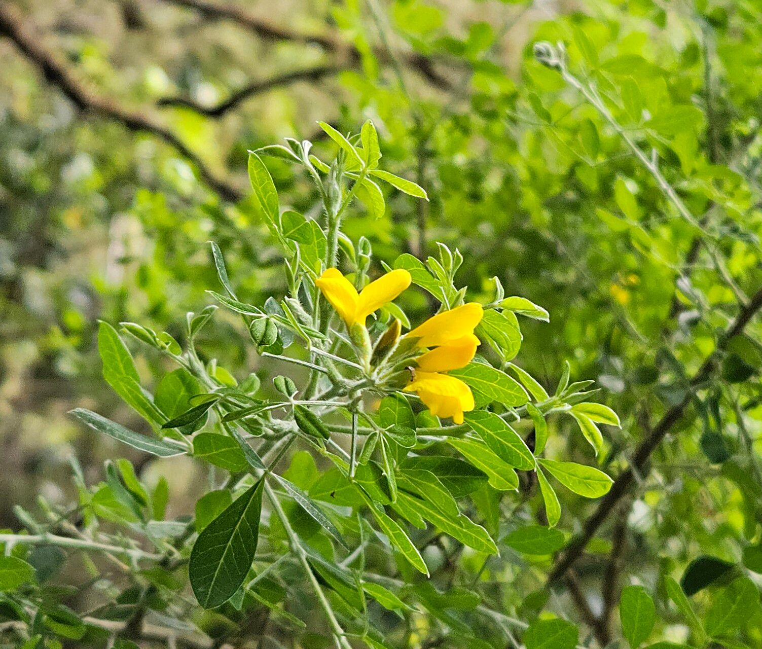 Teline maderensis habit