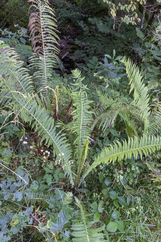 Matteuccia struthiopteris habit