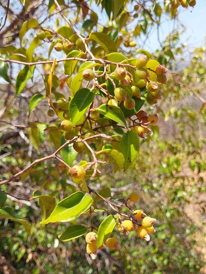 Leptolaena cuspidata other